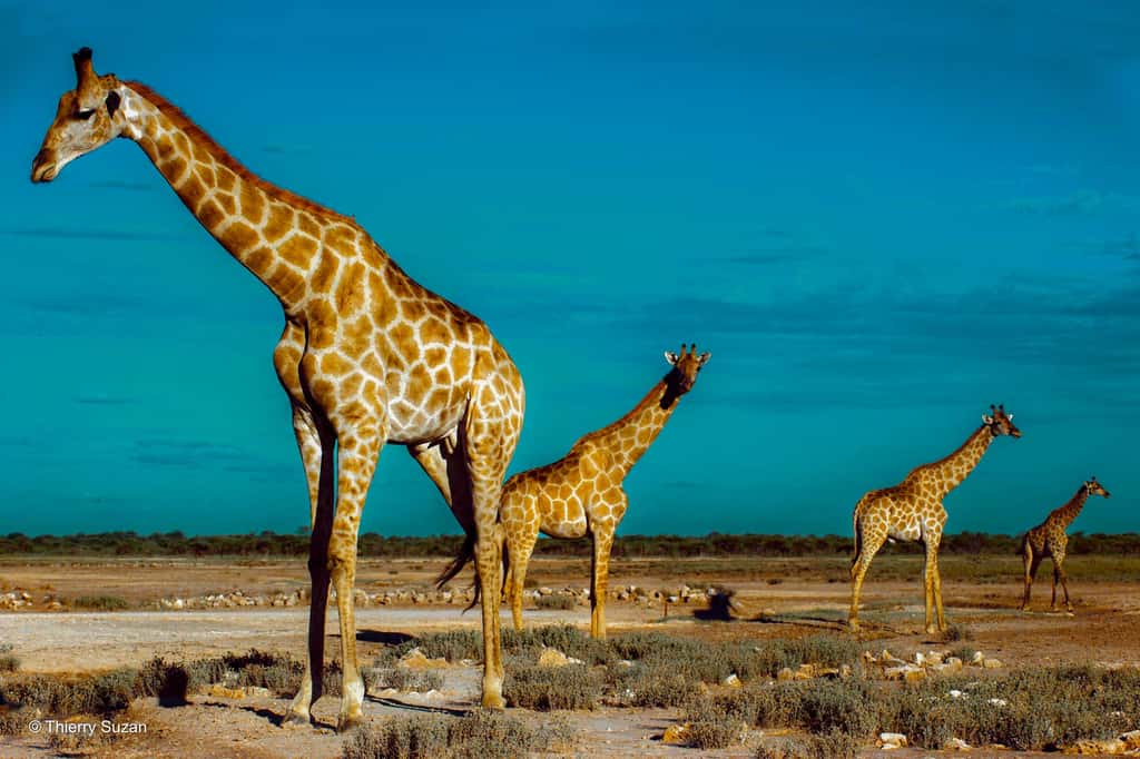Les géantes des savanes | Parc national d’Etosha
